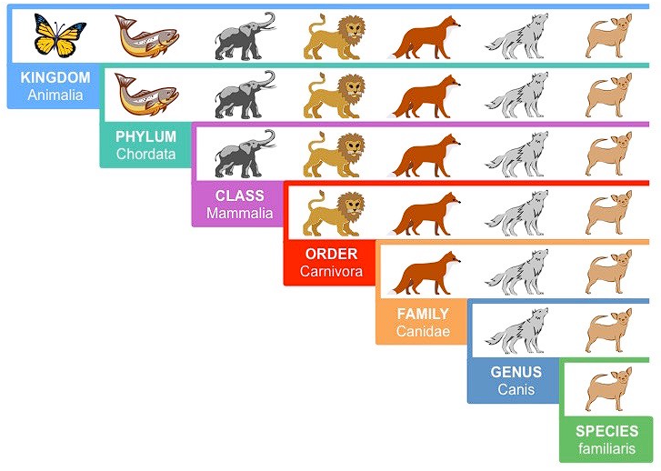 Species Classification